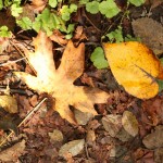 Robe Canyon in fall