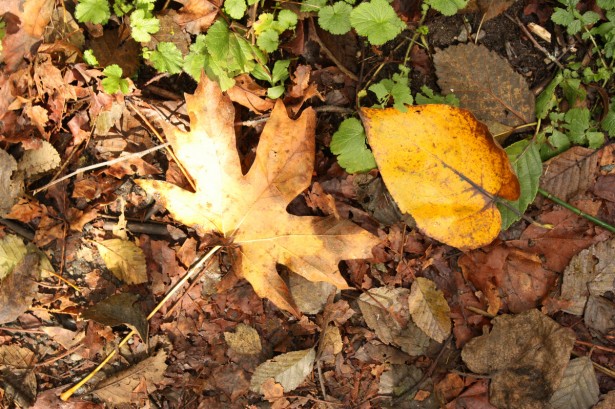 Robe Canyon in fall