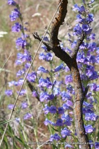 Cowiche Canyon Trail