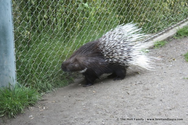 Point Defiance Zoo