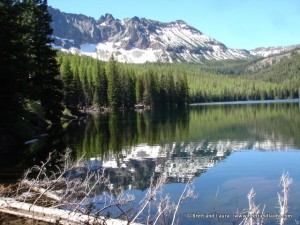 Strawberry Wilderness