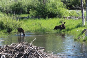 Mother and baby moose at Grand Teton National Park